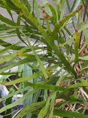 Muehlenbeckia platyclada