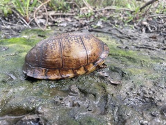 Terrapene carolina major