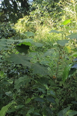 Solanum hirtum