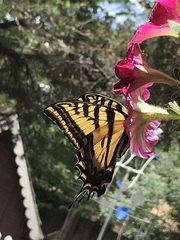 Papilio multicaudata