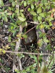 Terrapene carolina major