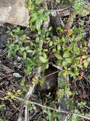 Terrapene carolina major