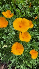 Eschscholzia