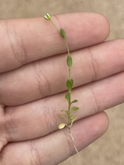 Arenaria