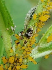 Ocyptamus fuscipennis