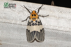 Ammatho maculifasciata