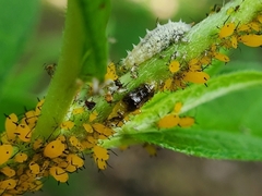 Ocyptamus fuscipennis