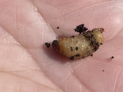 Scyphophorus acupunctatus