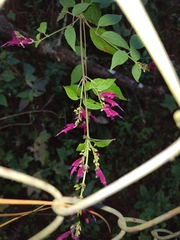 Salvia iodantha