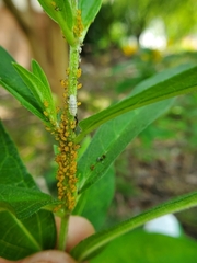 Ocyptamus fuscipennis