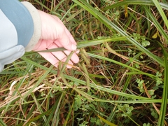 Carex geminata