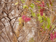 Ipomoea bracteata