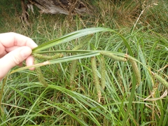 Carex geminata