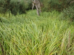 Carex geminata