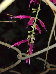 Salvia iodantha