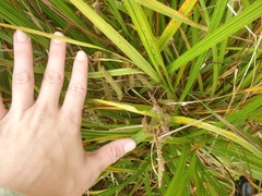 Carex geminata