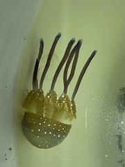 Phyllorhiza punctata