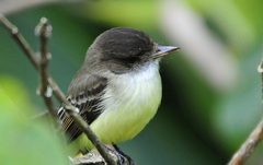 Myiarchus barbirostris