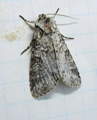 Polia nimbosa
