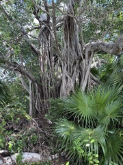 Ficus citrifolia