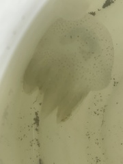 Acromitus flagellatus