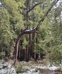 Arbutus menziesii