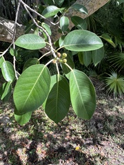 Ficus citrifolia