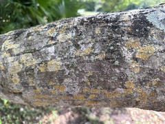 Ficus citrifolia