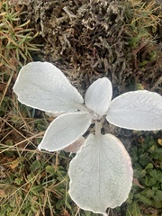 Senecio candidans
