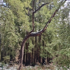 Sequoia sempervirens