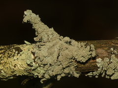 Hypotrachyna showmanii