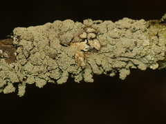 Hypotrachyna showmanii