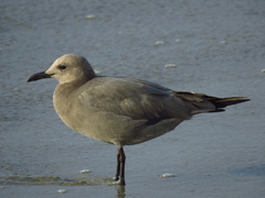 Leucophaeus modestus