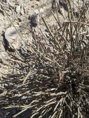 Hoffmannseggia microphylla