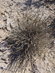 Hoffmannseggia microphylla