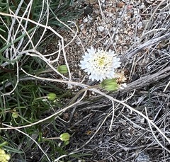 Chaenactis fremontii