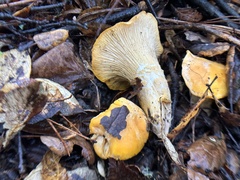 Cantharellus formosus