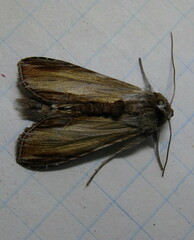 Cucullia convexipennis