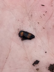 Nicrophorus orbicollis