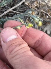 Thamnosma texana