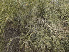 Parkinsonia florida
