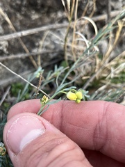 Thamnosma texana