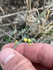 Thamnosma texana