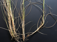 Rytidosperma clavatum