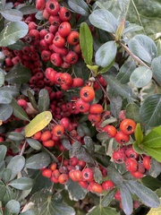 Pyracantha fortuneana