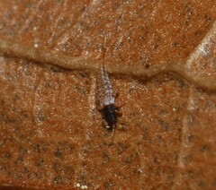 Thysanoptera