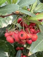 Pyracantha fortuneana