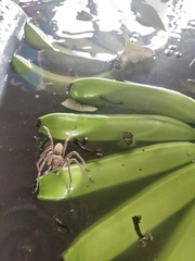 Phoneutria boliviensis