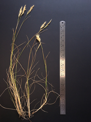 Rytidosperma clavatum