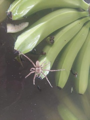 Phoneutria boliviensis